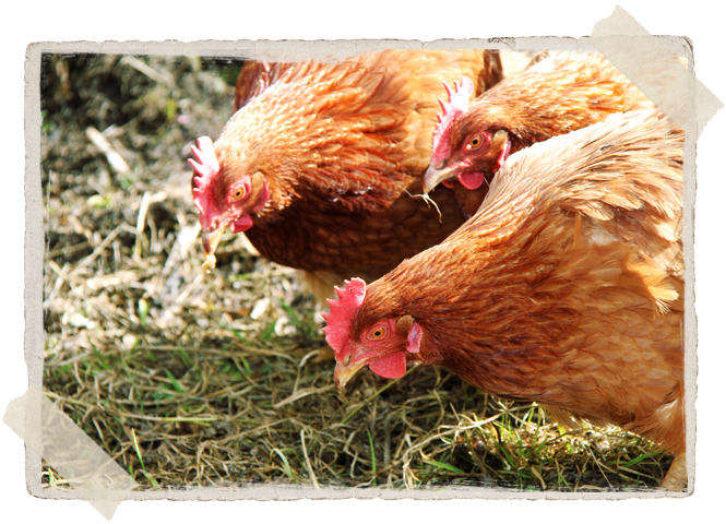  . So click on the button below to order your free-range eggs today