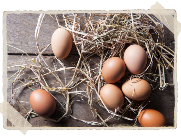 eggs Commercial Free Range Eggs