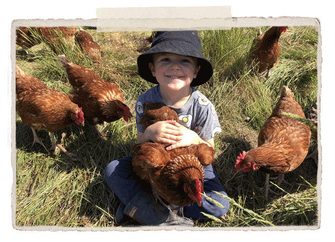 photo2 Free range pasture fed chickens