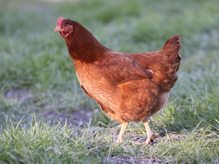 Chicken
