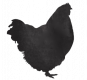 black-chook.png